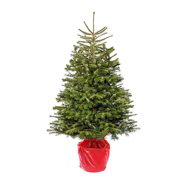 Live Christmas Trees